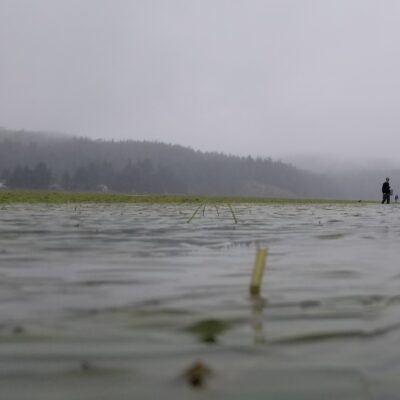 Toxic Currents of Port Hardy: Can The Tides Change Back?